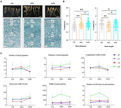 Integrated transcriptomic and proteomic analysis of exogenous abscisic acid regulation on tuberous root development in Pseudostellaria heterophylla